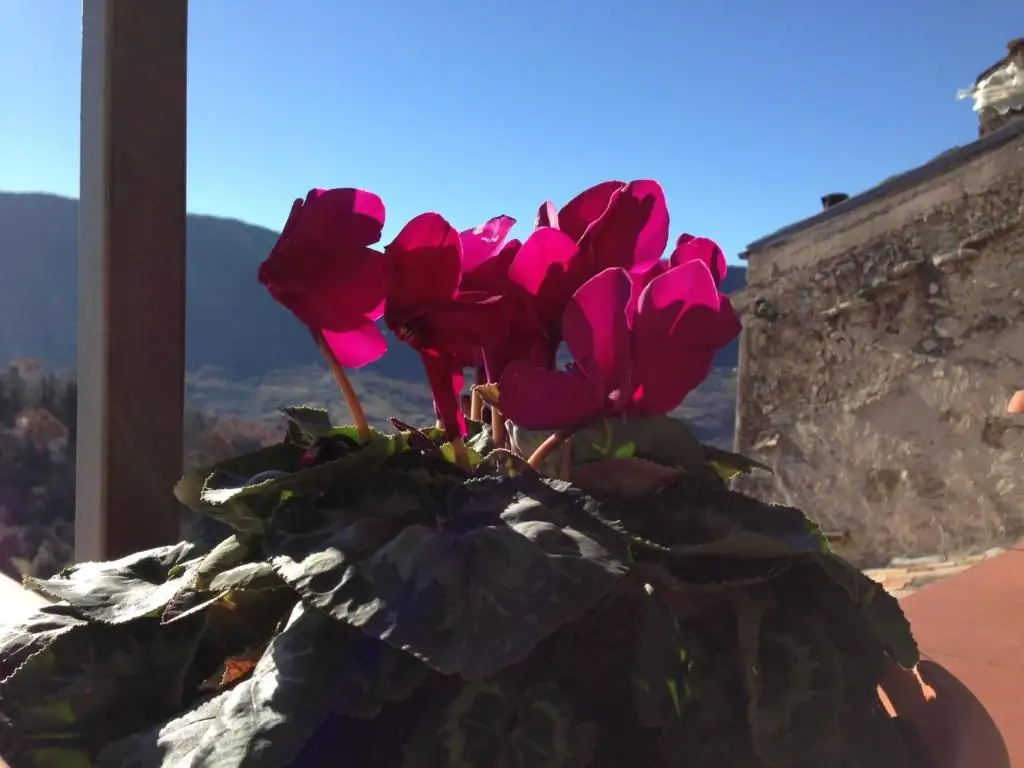 Ciclamini rosa in vaso davanti a un muro in pietra, con le montagne intorno a Scapoli sullo sfondo.